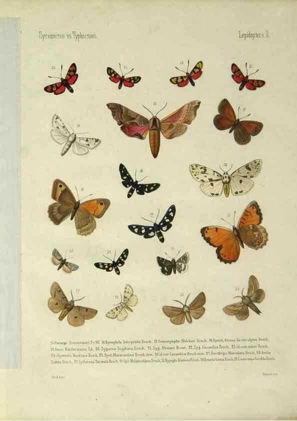Reproducción/Reproduction 9341612199: Cheshuekrylyi͡a (Lepidoptera). S.-Peterburg,Imp. ob-vo li͡ubiteleĭ estestvoznanii͡a,1874.