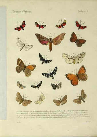 Reproducción/Reproduction 9341612199: Cheshuekrylyi͡a (Lepidoptera). S.-Peterburg,Imp. ob-vo li͡ubiteleĭ estestvoznanii͡a,1874.