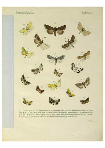 Reproducción/Reproduction 9344398504: Cheshuekrylyi͡a (Lepidoptera). S.-Peterburg,Imp. ob-vo li͡ubiteleĭ estestvoznanii͡a,1874.