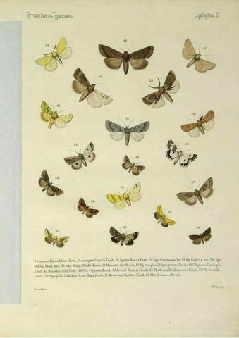 Reproducción/Reproduction 9344398504: Cheshuekrylyi͡a (Lepidoptera). S.-Peterburg,Imp. ob-vo li͡ubiteleĭ estestvoznanii͡a,1874.