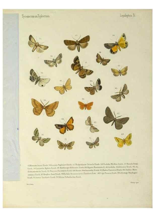 Reproducción/Reproduction 9341614225: Cheshuekrylyi͡a (Lepidoptera). S.-Peterburg,Imp. ob-vo li͡ubiteleĭ estestvoznanii͡a,1874.