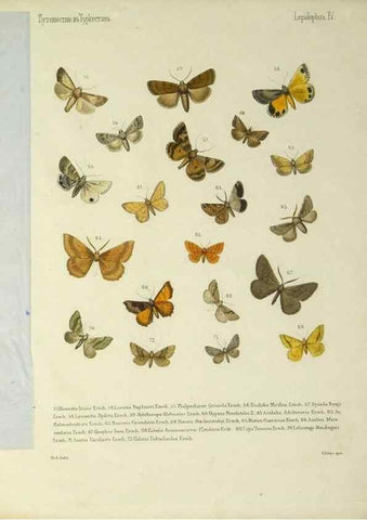 Reproducción/Reproduction 9341614225: Cheshuekrylyi͡a (Lepidoptera). S.-Peterburg,Imp. ob-vo li͡ubiteleĭ estestvoznanii͡a,1874.