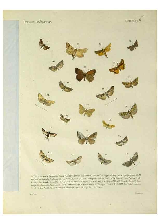 Reproducción/Reproduction 9344400416: Cheshuekrylyi͡a (Lepidoptera). S.-Peterburg,Imp. ob-vo li͡ubiteleĭ estestvoznanii͡a,1874.
