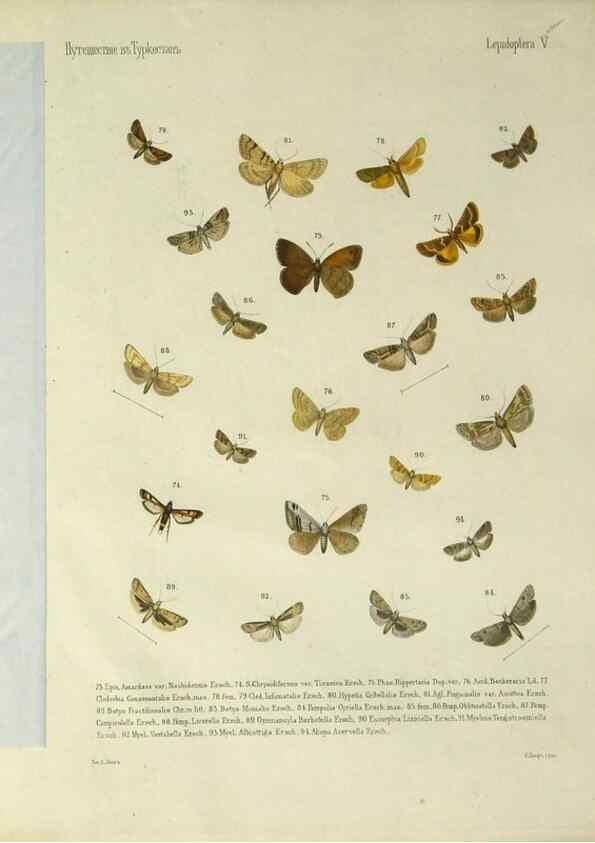 Reproducción/Reproduction 9344400416: Cheshuekrylyi͡a (Lepidoptera). S.-Peterburg,Imp. ob-vo li͡ubiteleĭ estestvoznanii͡a,1874.
