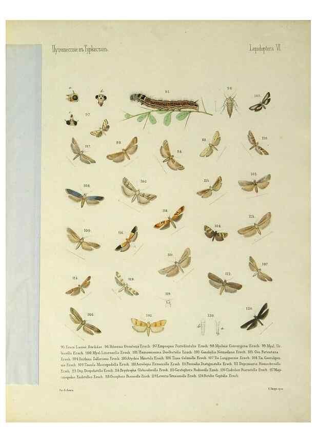 Reproducción/Reproduction 9344401312: Cheshuekrylyi͡a (Lepidoptera). S.-Peterburg,Imp. ob-vo li͡ubiteleĭ estestvoznanii͡a,1874.