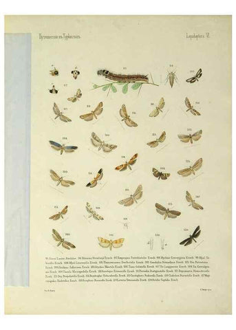 Reproducción/Reproduction 9344401312: Cheshuekrylyi͡a (Lepidoptera). S.-Peterburg,Imp. ob-vo li͡ubiteleĭ estestvoznanii͡a,1874.