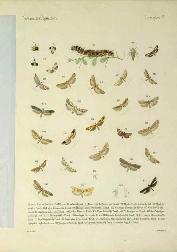 Reproducción/Reproduction 9344401312: Cheshuekrylyi͡a (Lepidoptera). S.-Peterburg,Imp. ob-vo li͡ubiteleĭ estestvoznanii͡a,1874.