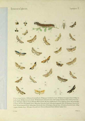 Reproducción/Reproduction 9344401312: Cheshuekrylyi͡a (Lepidoptera). S.-Peterburg,Imp. ob-vo li͡ubiteleĭ estestvoznanii͡a,1874.