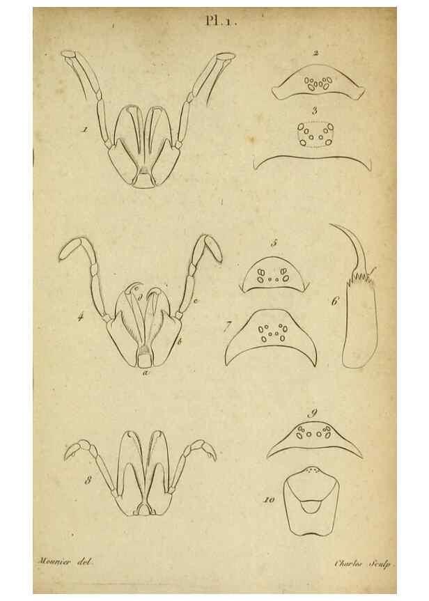 Reproducción/Reproduction 9358680594: Tableau des aranéïdes .... Paris,Impr. de Dentu,1805.