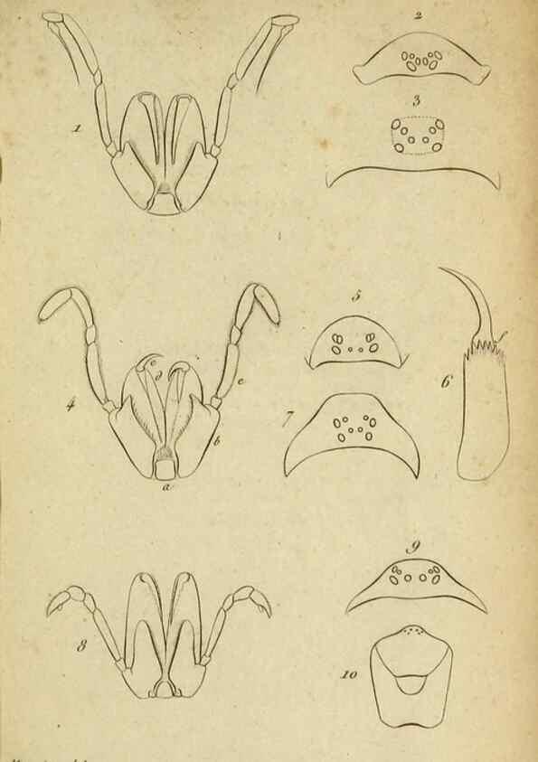 Reproducción/Reproduction 9358680594: Tableau des aranéïdes .... Paris,Impr. de Dentu,1805.