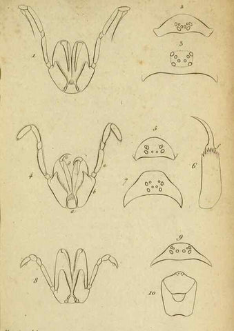 Reproducción/Reproduction 9358680594: Tableau des aranéïdes .... Paris,Impr. de Dentu,1805.