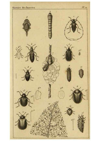 Reproducción/Reproduction 9319151773: Histoire des insectes,. Paris,Firmin Didot frères,1845.