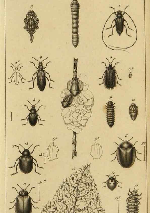 Reproducción/Reproduction 9319151773: Histoire des insectes,. Paris,Firmin Didot frères,1845.