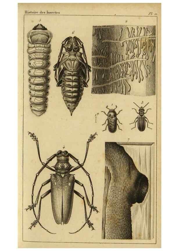 Reproducción/Reproduction 9319150525: Histoire des insectes,. Paris,Firmin Didot frères,1845.