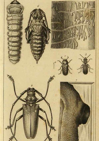 Reproducción/Reproduction 9319150525: Histoire des insectes,. Paris,Firmin Didot frères,1845.