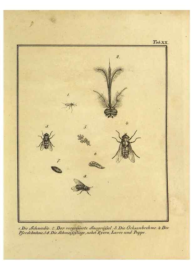 Reproducción/Reproduction 9308259542: Naturhistorische Beschreibung der Insekten.. München,Im verlage der lithographischen Kunst-Anstalt,1822.
