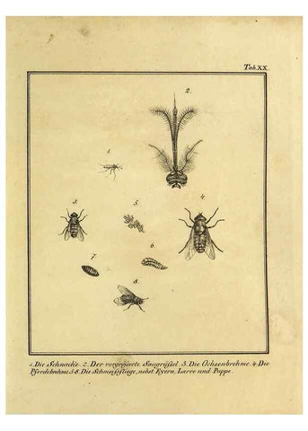 Reproducción/Reproduction 9308259542: Naturhistorische Beschreibung der Insekten.. München,Im verlage der lithographischen Kunst-Anstalt,1822.