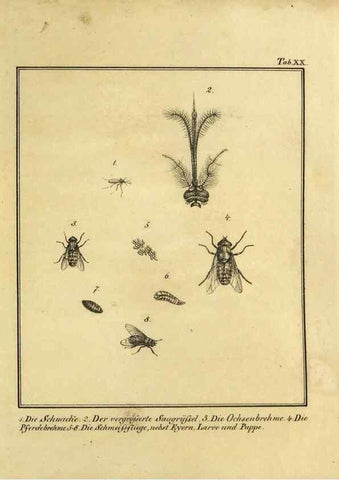 Reproducción/Reproduction 9308259542: Naturhistorische Beschreibung der Insekten.. München,Im verlage der lithographischen Kunst-Anstalt,1822.