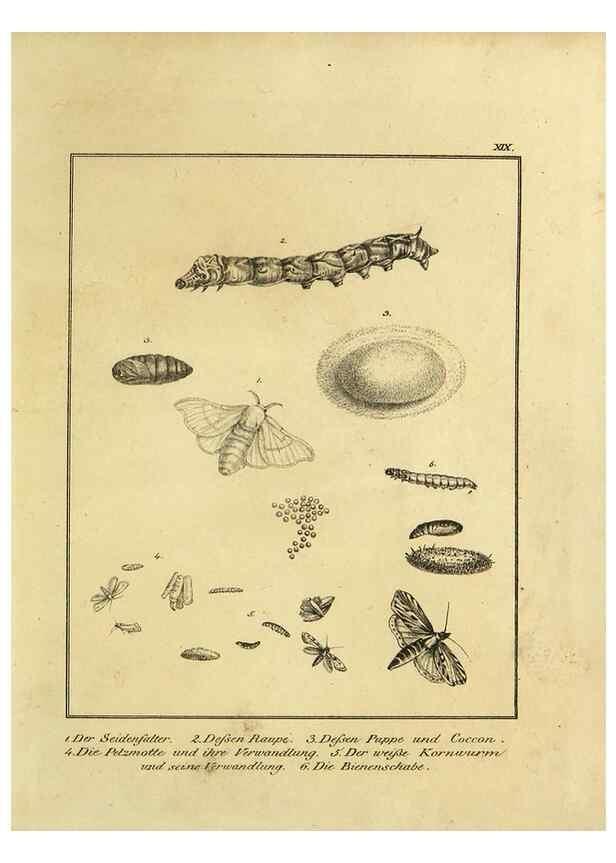 Reproducción/Reproduction 9305475901: Naturhistorische Beschreibung der Insekten.. München,Im verlage der lithographischen Kunst-Anstalt,1822.