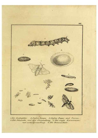 Reproducción/Reproduction 9305475901: Naturhistorische Beschreibung der Insekten.. München,Im verlage der lithographischen Kunst-Anstalt,1822.