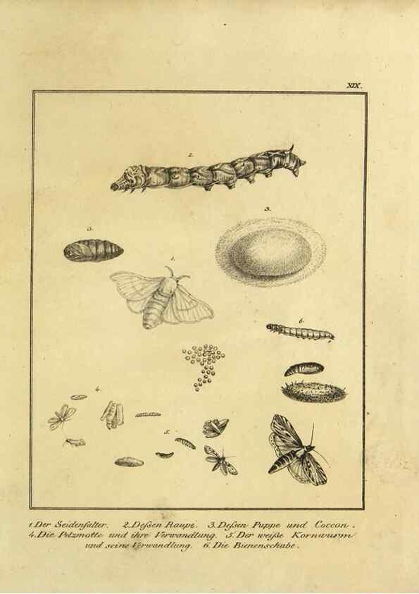 Reproducción/Reproduction 9305475901: Naturhistorische Beschreibung der Insekten.. München,Im verlage der lithographischen Kunst-Anstalt,1822.