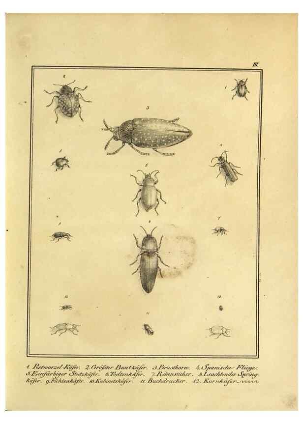 Reproducción/Reproduction 9308239776: Naturhistorische Beschreibung der Insekten.. München,Im verlage der lithographischen Kunst-Anstalt,1822.