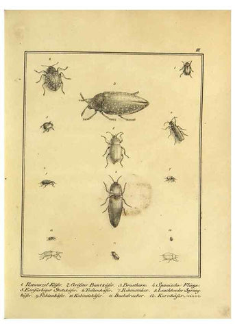 Reproducción/Reproduction 9308239776: Naturhistorische Beschreibung der Insekten.. München,Im verlage der lithographischen Kunst-Anstalt,1822.