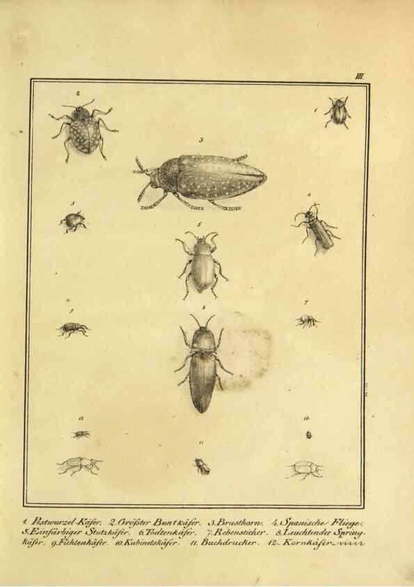 Reproducción/Reproduction 9308239776: Naturhistorische Beschreibung der Insekten.. München,Im verlage der lithographischen Kunst-Anstalt,1822.