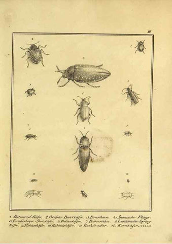 Reproducción/Reproduction 9308239776: Naturhistorische Beschreibung der Insekten.. München,Im verlage der lithographischen Kunst-Anstalt,1822.