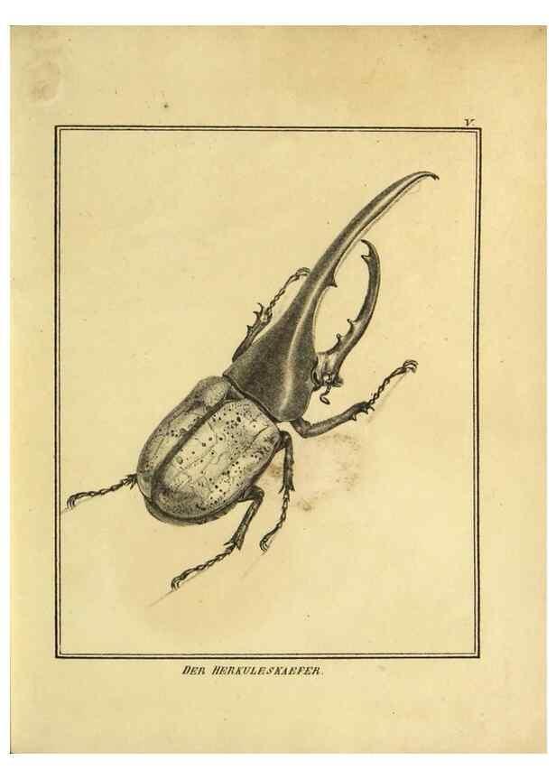 Reproducción/Reproduction 9308241034: Naturhistorische Beschreibung der Insekten.. München,Im verlage der lithographischen Kunst-Anstalt,1822.