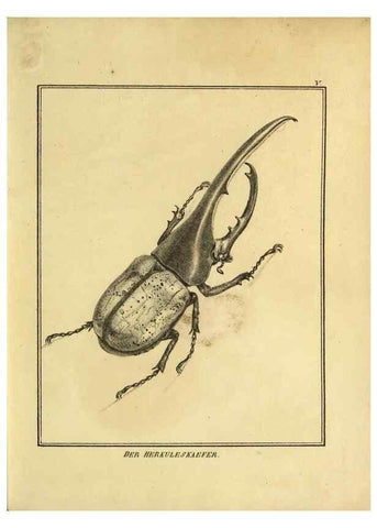 Reproducción/Reproduction 9308241034: Naturhistorische Beschreibung der Insekten.. München,Im verlage der lithographischen Kunst-Anstalt,1822.