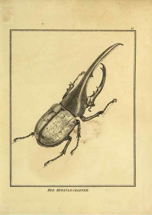 Reproducción/Reproduction 9308241034: Naturhistorische Beschreibung der Insekten.. München,Im verlage der lithographischen Kunst-Anstalt,1822.