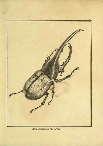 Reproducción/Reproduction 9308241034: Naturhistorische Beschreibung der Insekten.. München,Im verlage der lithographischen Kunst-Anstalt,1822.