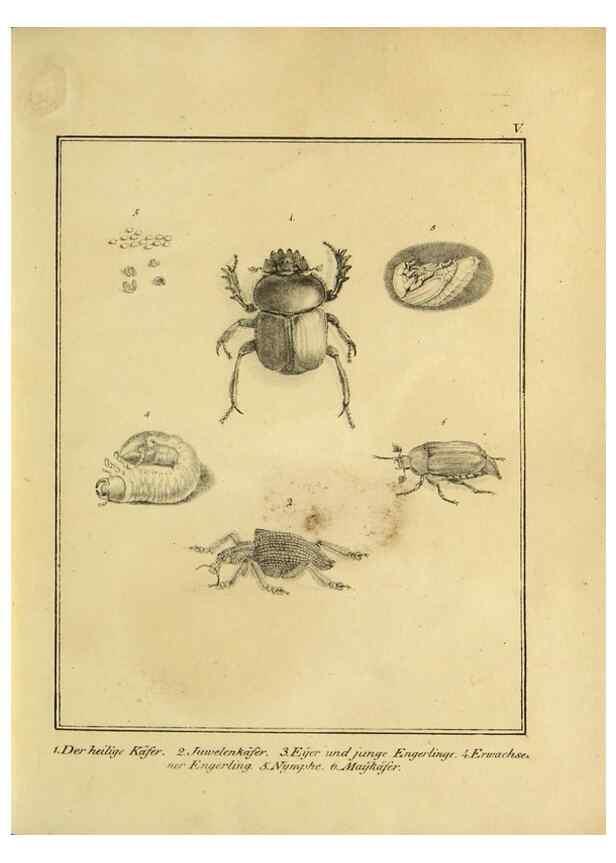 Reproducción/Reproduction 9305459721: Naturhistorische Beschreibung der Insekten.. München,Im verlage der lithographischen Kunst-Anstalt,1822.