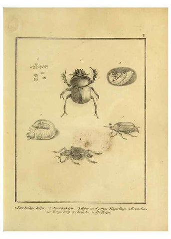 Reproducción/Reproduction 9305459721: Naturhistorische Beschreibung der Insekten.. München,Im verlage der lithographischen Kunst-Anstalt,1822.