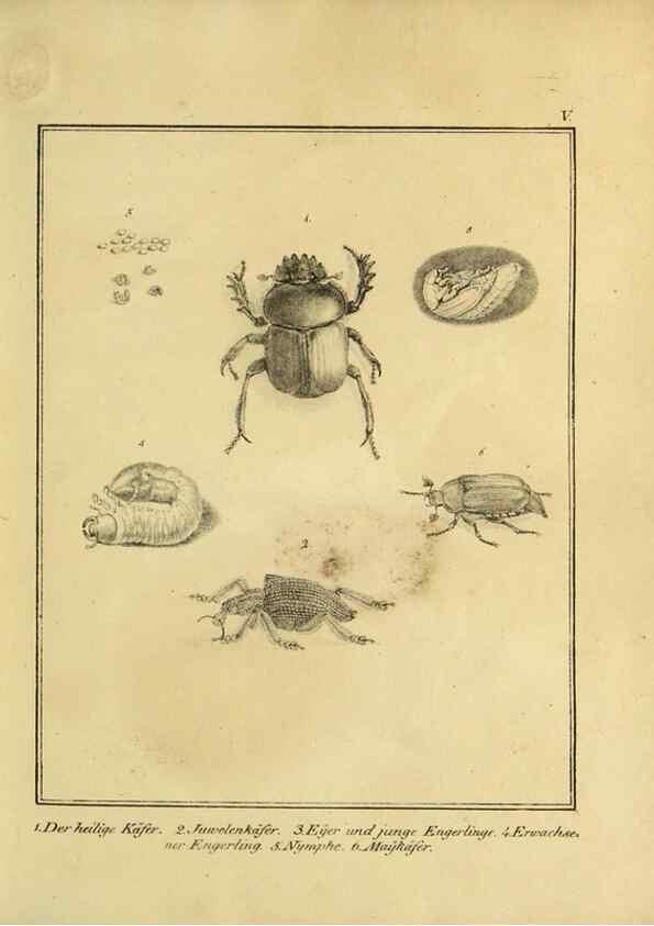 Reproducción/Reproduction 9305459721: Naturhistorische Beschreibung der Insekten.. München,Im verlage der lithographischen Kunst-Anstalt,1822.