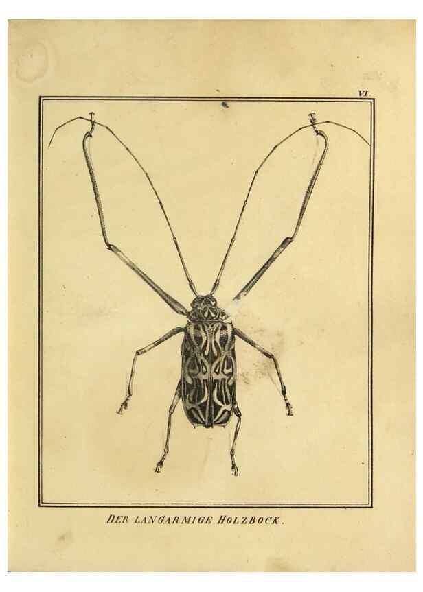 Reproducción/Reproduction 9308243066: Naturhistorische Beschreibung der Insekten.. München,Im verlage der lithographischen Kunst-Anstalt,1822.