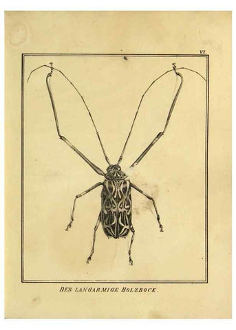 Reproducción/Reproduction 9308243066: Naturhistorische Beschreibung der Insekten.. München,Im verlage der lithographischen Kunst-Anstalt,1822.