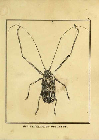 Reproducción/Reproduction 9308243066: Naturhistorische Beschreibung der Insekten.. München,Im verlage der lithographischen Kunst-Anstalt,1822.