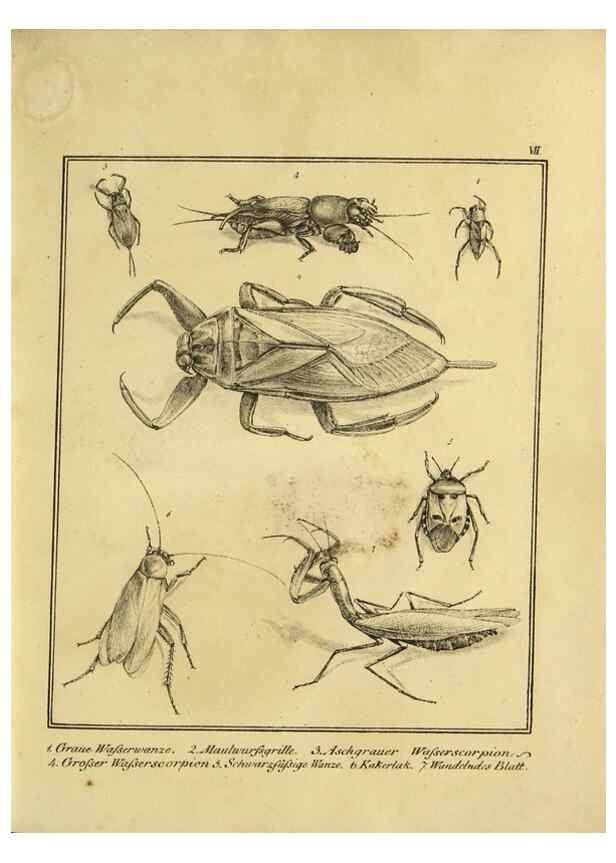Reproducción/Reproduction 9305461815: Naturhistorische Beschreibung der Insekten.. München,Im verlage der lithographischen Kunst-Anstalt,1822.
