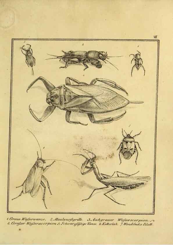 Reproducción/Reproduction 9305461815: Naturhistorische Beschreibung der Insekten.. München,Im verlage der lithographischen Kunst-Anstalt,1822.