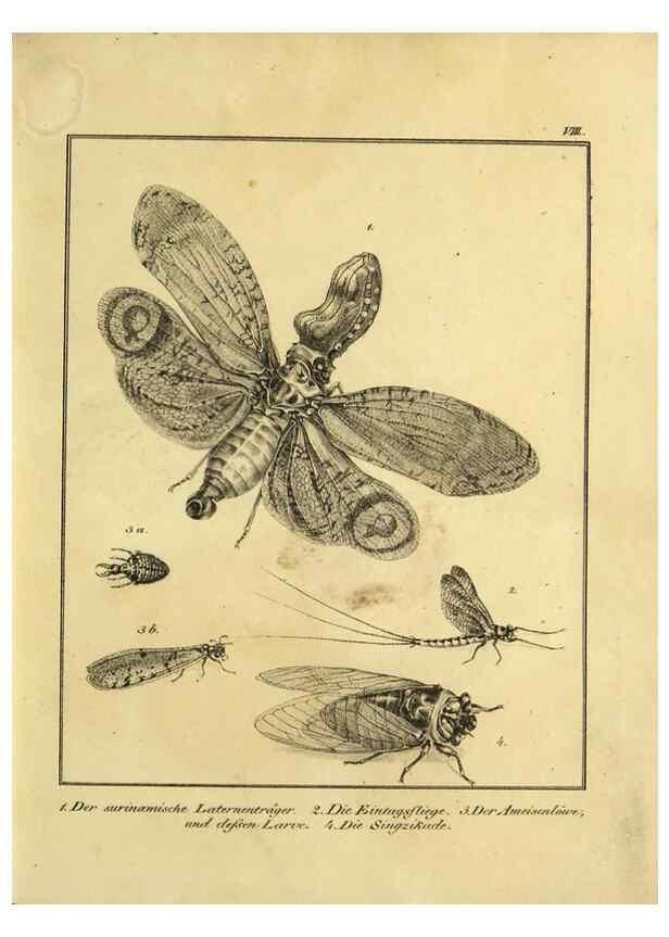 Reproducción/Reproduction 9305463083: Naturhistorische Beschreibung der Insekten.. München,Im verlage der lithographischen Kunst-Anstalt,1822.