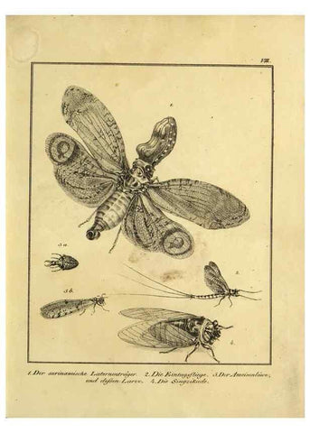 Reproducción/Reproduction 9305463083: Naturhistorische Beschreibung der Insekten.. München,Im verlage der lithographischen Kunst-Anstalt,1822.
