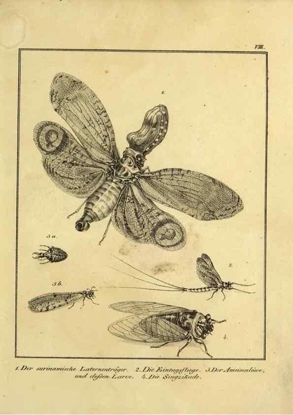 Reproducción/Reproduction 9305463083: Naturhistorische Beschreibung der Insekten.. München,Im verlage der lithographischen Kunst-Anstalt,1822.