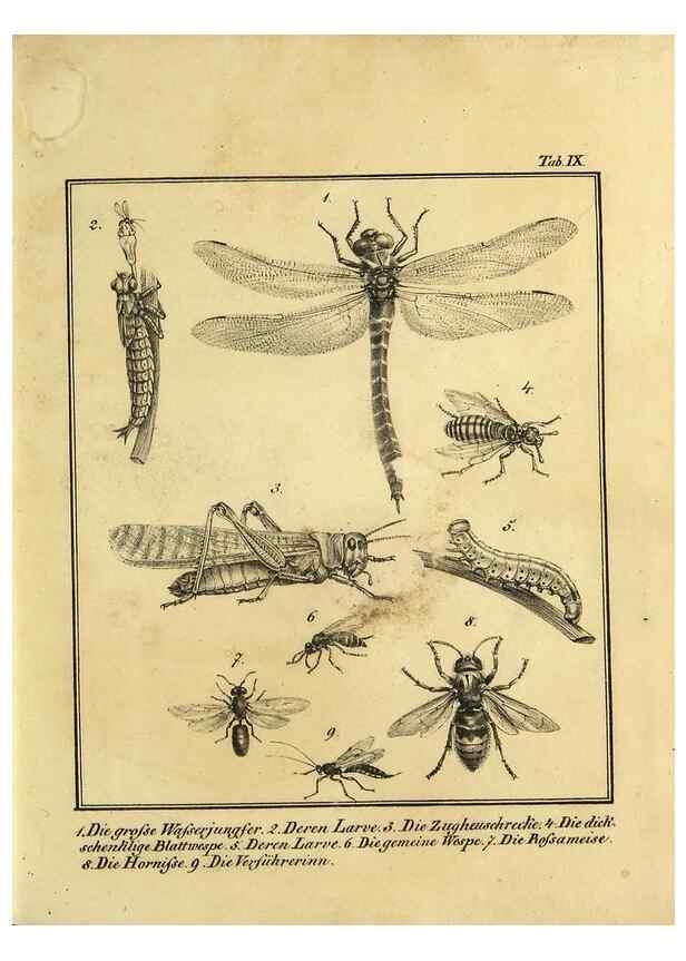 Reproducción/Reproduction 9305464543: Naturhistorische Beschreibung der Insekten.. München,Im verlage der lithographischen Kunst-Anstalt,1822.