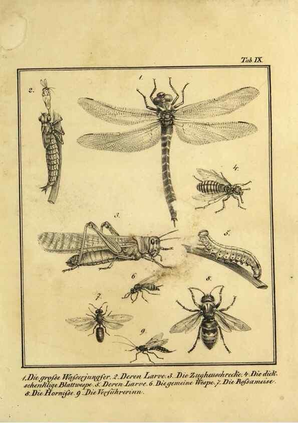 Reproducción/Reproduction 9305464543: Naturhistorische Beschreibung der Insekten.. München,Im verlage der lithographischen Kunst-Anstalt,1822.
