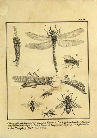 Reproducción/Reproduction 9305464543: Naturhistorische Beschreibung der Insekten.. München,Im verlage der lithographischen Kunst-Anstalt,1822.