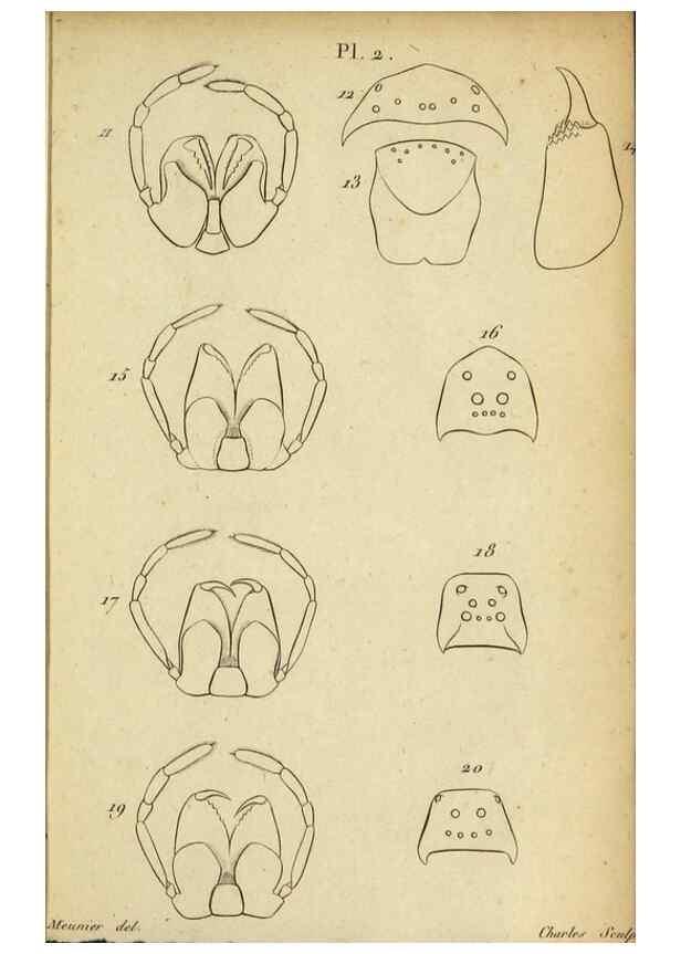 Reproducción/Reproduction 9355907137: Tableau des aranéïdes .... Paris,Impr. de Dentu,1805.