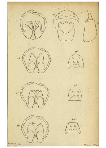 Reproducción/Reproduction 9355907137: Tableau des aranéïdes .... Paris,Impr. de Dentu,1805.