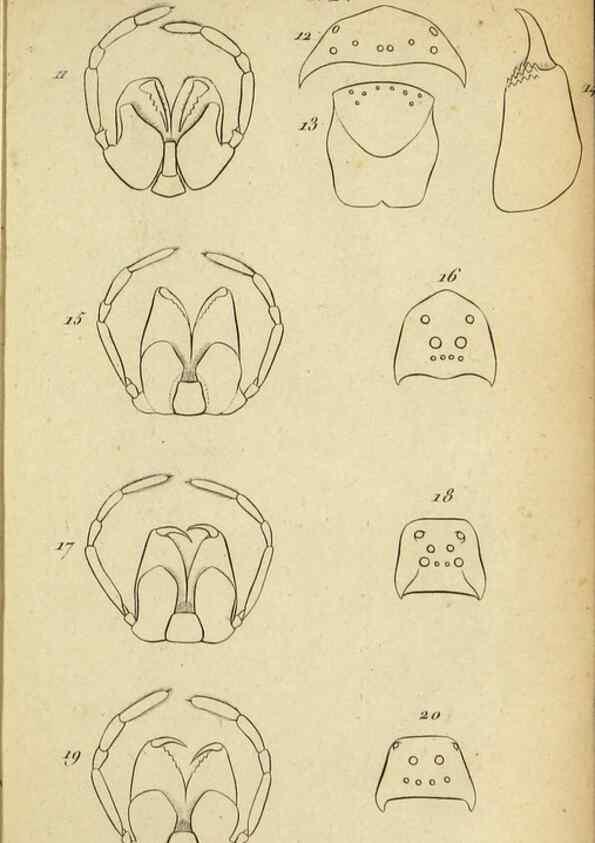 Reproducción/Reproduction 9355907137: Tableau des aranéïdes .... Paris,Impr. de Dentu,1805.